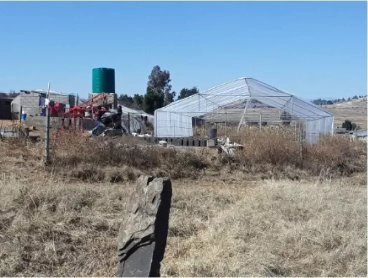 Lesotho polytunnel Picture 2