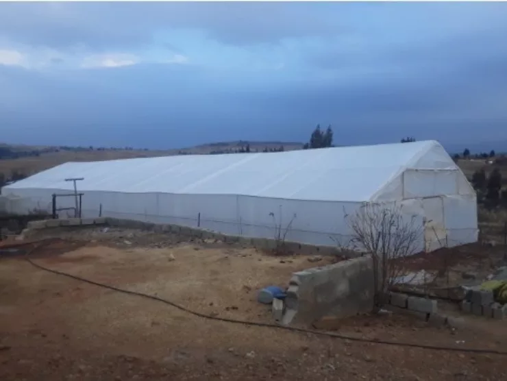 Lesotho polytunnel Picture 3